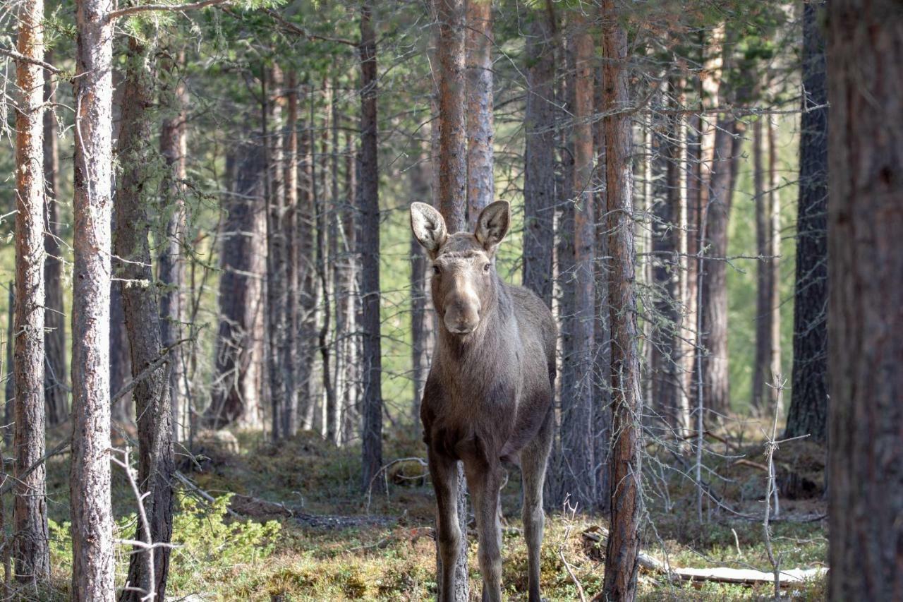 Trolltun Hotel & Hytter Dombås Eksteriør billede